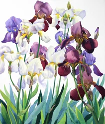 Iris blancos y púrpuras
